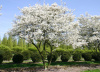Ирга круглолистная (лат. Amelanchier rotundifolia), семена