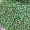 Кизильник Даммера (лат. Cotoneaster dammeri), семена