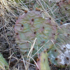 Кактус Опунция крупнокорнивищная(лат. Opuntia macrorhiza), семена 0,2 грамма
