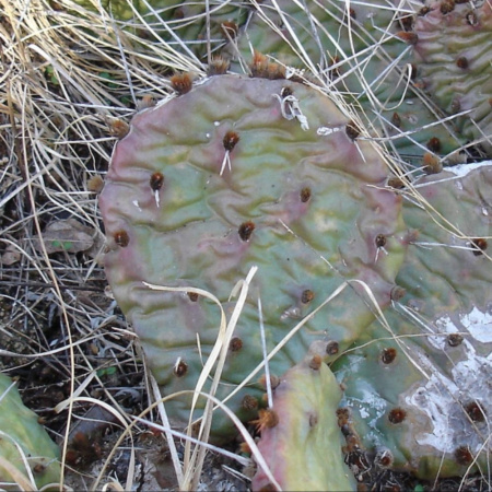 Кактус Опунция крупнокорнивищная(лат. Opuntia macrorhiza), семена 0,2 грамма