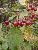 Яблоня маньчжурская (лат. Malus manshurica), семена
