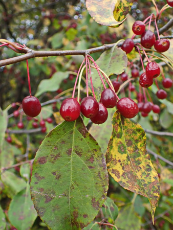 Яблоня маньчжурская (лат. Malus manshurica), семена