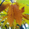 Дуб каштанолистный (лат. Quercus castaneifolia), семена 