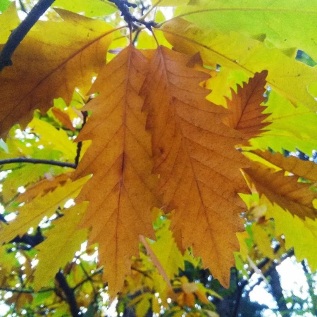 Дуб каштанолистный (лат. Quercus castaneifolia), семена 