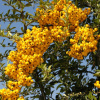 Пираканта гибридная Голден Чармер (лат. Pyracantha hybrida Golden Charmer)