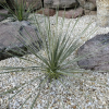Юкка гибридная (лат. Yucca glauca x gloriosa), семена 0,2 грамма
