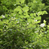 Чубушник тонколистный (лат. Philadelphus tenuifolius), семена
