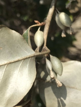 Лох крупнолистный (лат. Elaeagnus macrophylla), семена