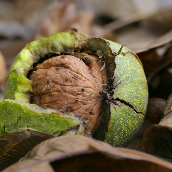 Грецкий орех (лат. Juglans regia) 10 шт, семена