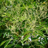 Ясень носолистный (лат. Fraxinus rhynchophylla), семена
