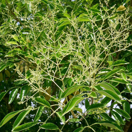Ясень носолистный (лат. Fraxinus rhynchophylla), семена