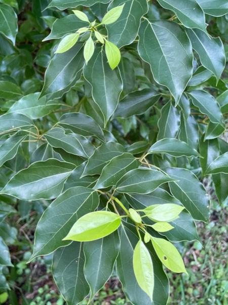 Лавр камфорный, или коричник, или Камфорное дерево (лат. Cinnamomum camphora), саженец, 1 шт