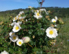 Шиповник турецкий (лат. Rosa turcica), семена