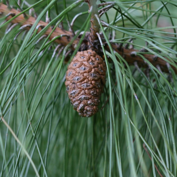 Сосна густая (лат. Pinus densata), семена