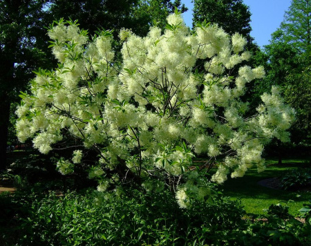 Снежноцвет виргинский или хионантус (лат. Chionanthus virginicus), семена
