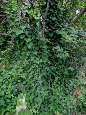 Плющ обыкновенный (лат. Hedera helix), семена