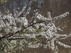 Слива иволистная, или слива китайская, или цзюйлинка (лат. Prunus salicina), семена