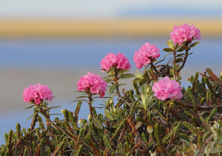 Рододендрон Адамса, или Саган Дали (лат. Rhododendron adamsii), семена 0,02 грамма