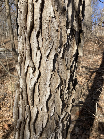 Бундук канадский (лат. Gymnocladus dioicus), семена