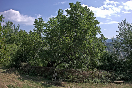 Шелковица черная (лат. Morus nigra), семена
