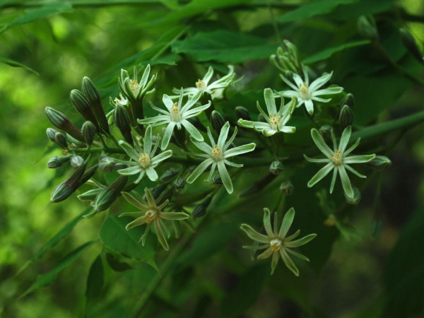 Бундук канадский (лат. Gymnocladus dioicus), семена
