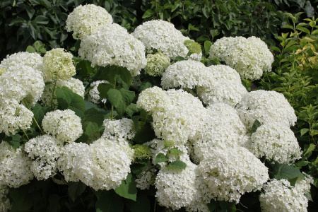 Гортензия древовидная Аннабель (лат. Hydrangea arborescens 'Annabelle')