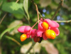 Бересклет европейский (лат. Euonymus europaeus), семена