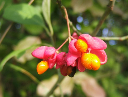 Бересклет европейский (лат. Euonymus europaeus), семена