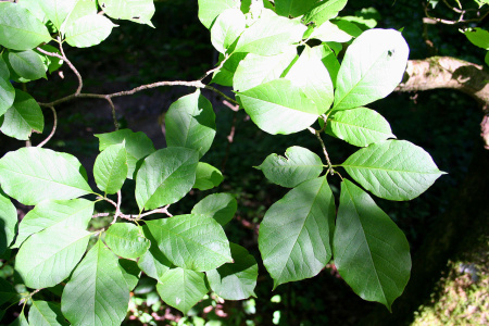 Магнолия кобус (лат. Magnolia kobus), семена