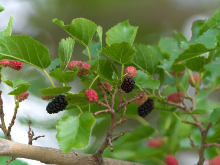 Шелковица черная (лат. Morus nigra), семена