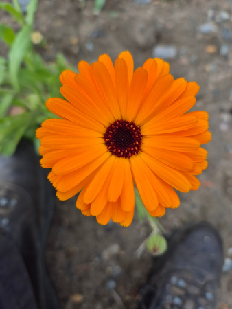 Календула лекарственная многолетняя (лат. Calendula officinalis), семена 50 шт
