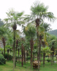 Пальма Трахикарпус Форчуна (лат. Trachycarpus fortunei), семена