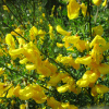 Ракитник венечный (лат. Cytisus scoparius), семена 