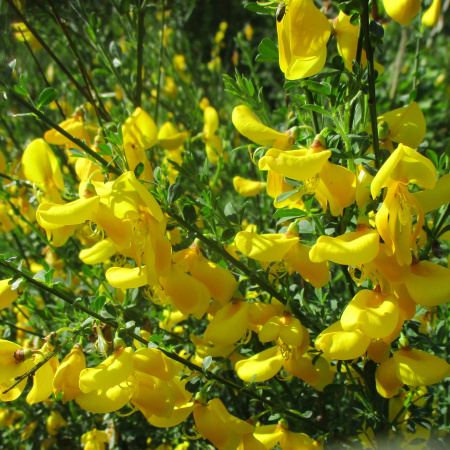 Ракитник венечный (лат. Cytisus scoparius), семена 
