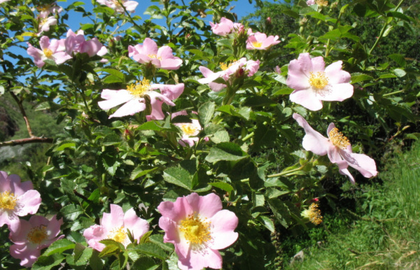 Роза Лакса (лат. Rosa laxa), семена