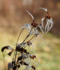 Клематис трехцветковый (лат. Clematis terniflora), семена 