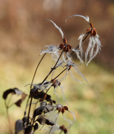 Клематис трехцветковый (лат. Clematis terniflora), семена 