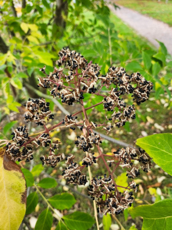 Эводия Даниэля пчелиное дерево (лат. Tetradium daniellii), 20 шт