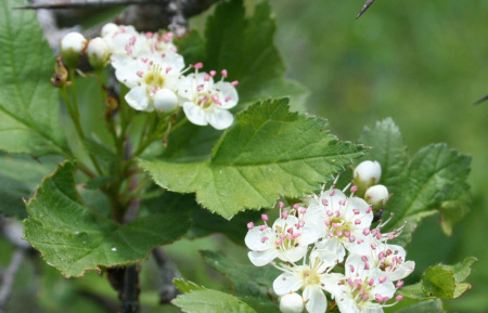 Боярышник кроваво-красный (лат. Crataegus sanguinea), семена