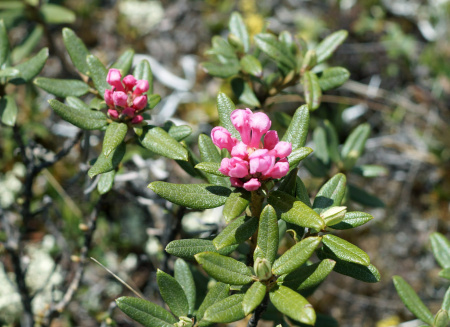 Рододендрон Адамса, или Саган Дали (лат. Rhododendron adamsii), семена 0,02 грамма