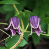 Клематис бурый (лат. Clematis fusca), семена