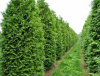 Туя западная Брабант (лат. Thuja occidentalis 'Brabant'), семена