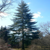 Псевдотсуга Мензиса (лат. Pseudotsuga menziesii), ф. голубая, семена