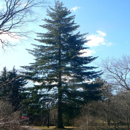 Псевдотсуга Мензиса (лат. Pseudotsuga menziesii), ф. голубая, семена
