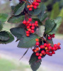 Рябина промежуточная (лат. Sorbus intermedia), семена