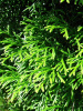 Туя западная Смарагд (лат. Thuja occidentalis 'Smaragd'), семена