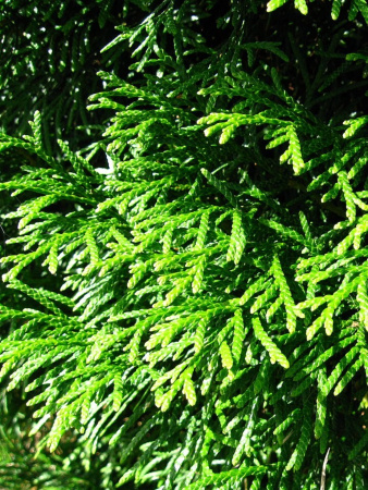 Туя западная Смарагд (лат. Thuja occidentalis 'Smaragd'), семена