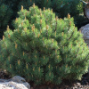 Сосна горная Пумилио (лат. Pinus mugo ‘Pumilio’), семена 0,2 грамма