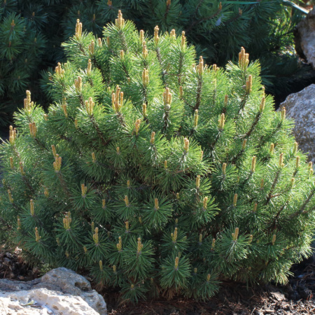 Сосна горная Пумилио (лат. Pinus mugo ‘Pumilio’), семена 0,2 грамма