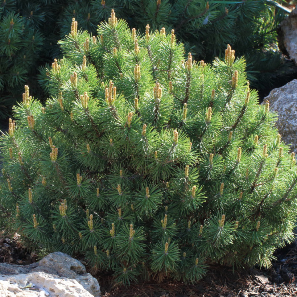 Сосна горная Пумилио (лат. Pinus mugo ‘Pumilio’), семена 0,2 грамма